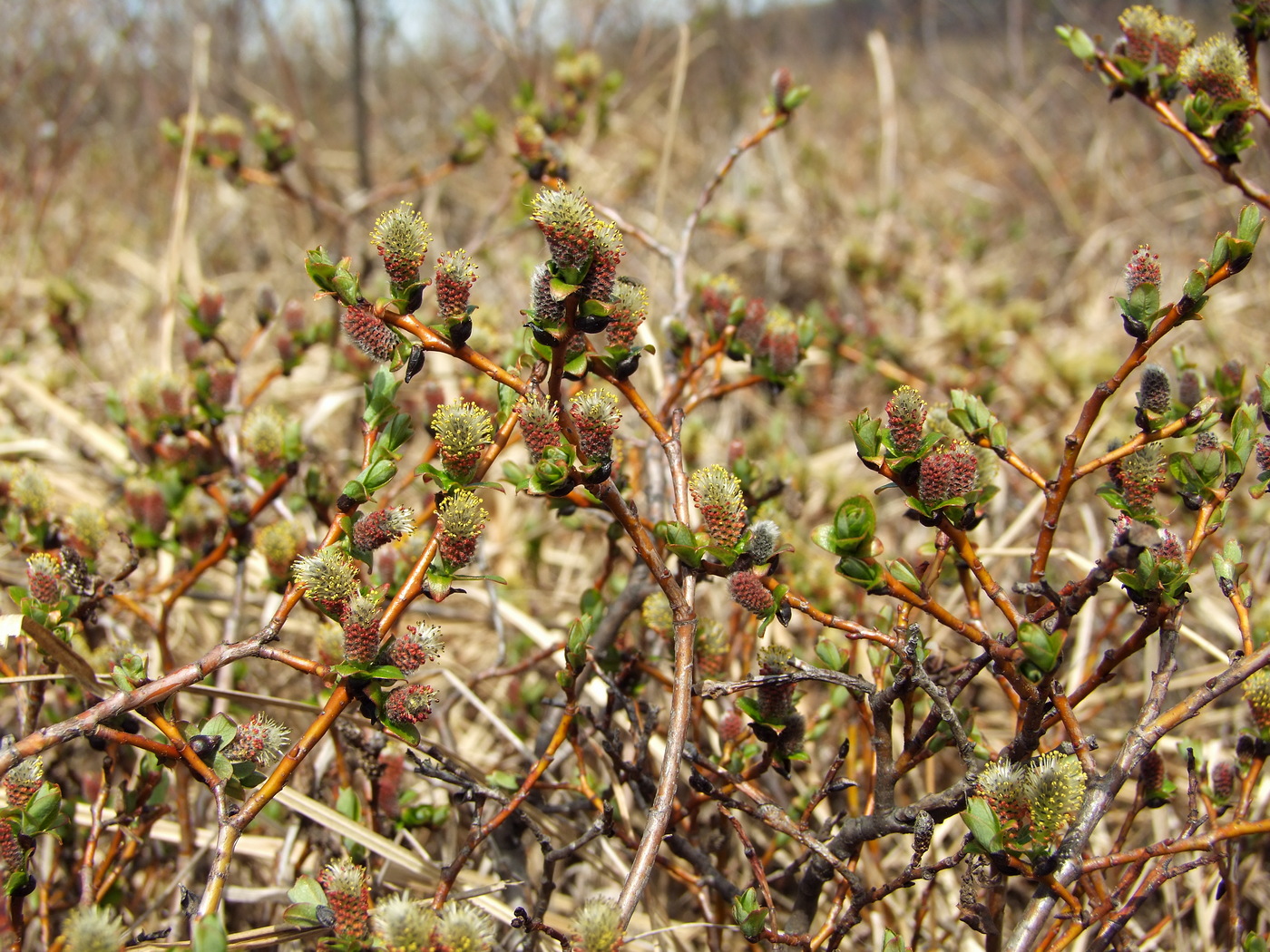 Изображение особи Salix fuscescens.