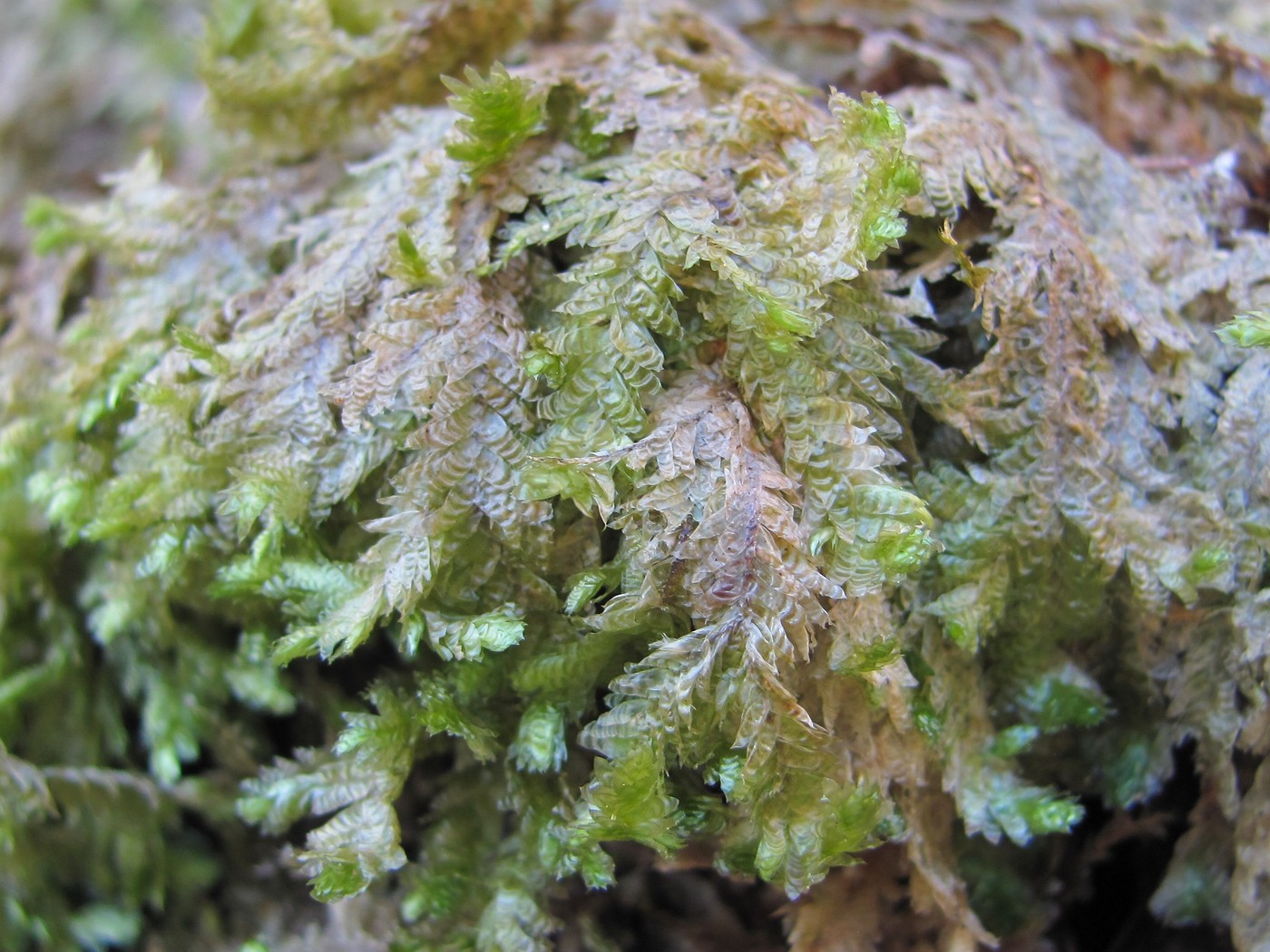 Image of Neckera crispa specimen.