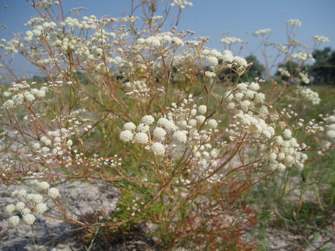 Image of Seseli arenarium specimen.