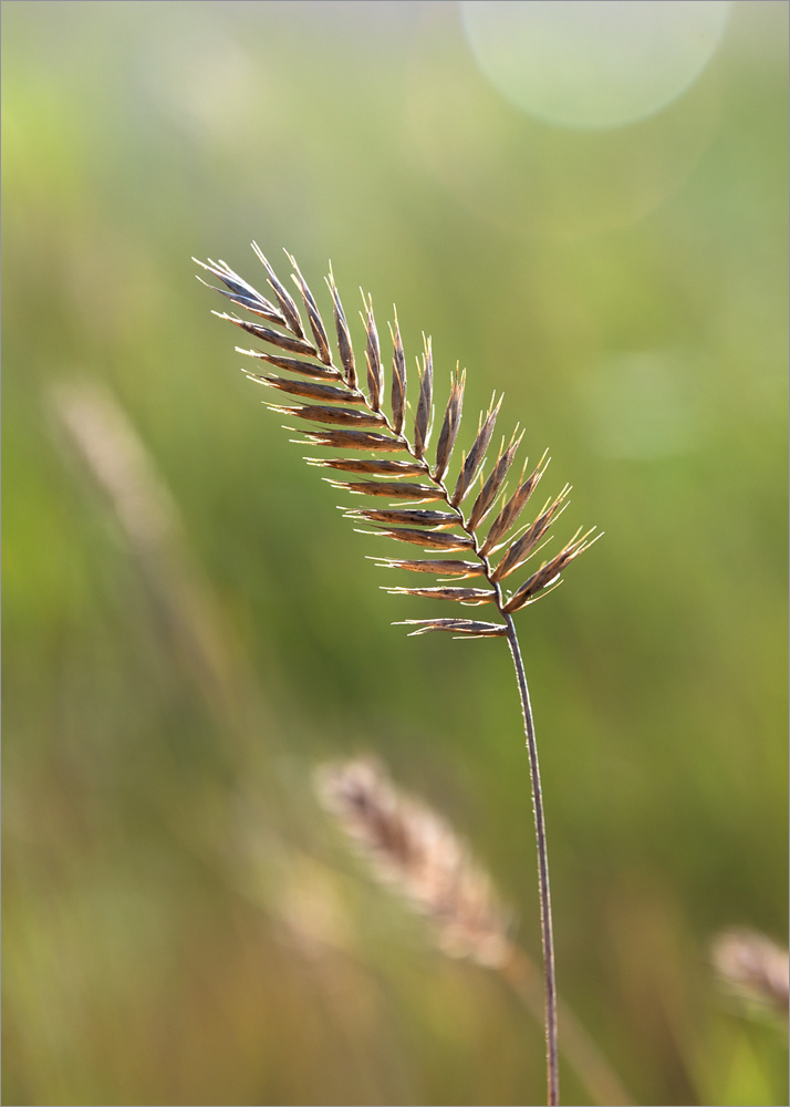 Изображение особи Agropyron pectinatum.