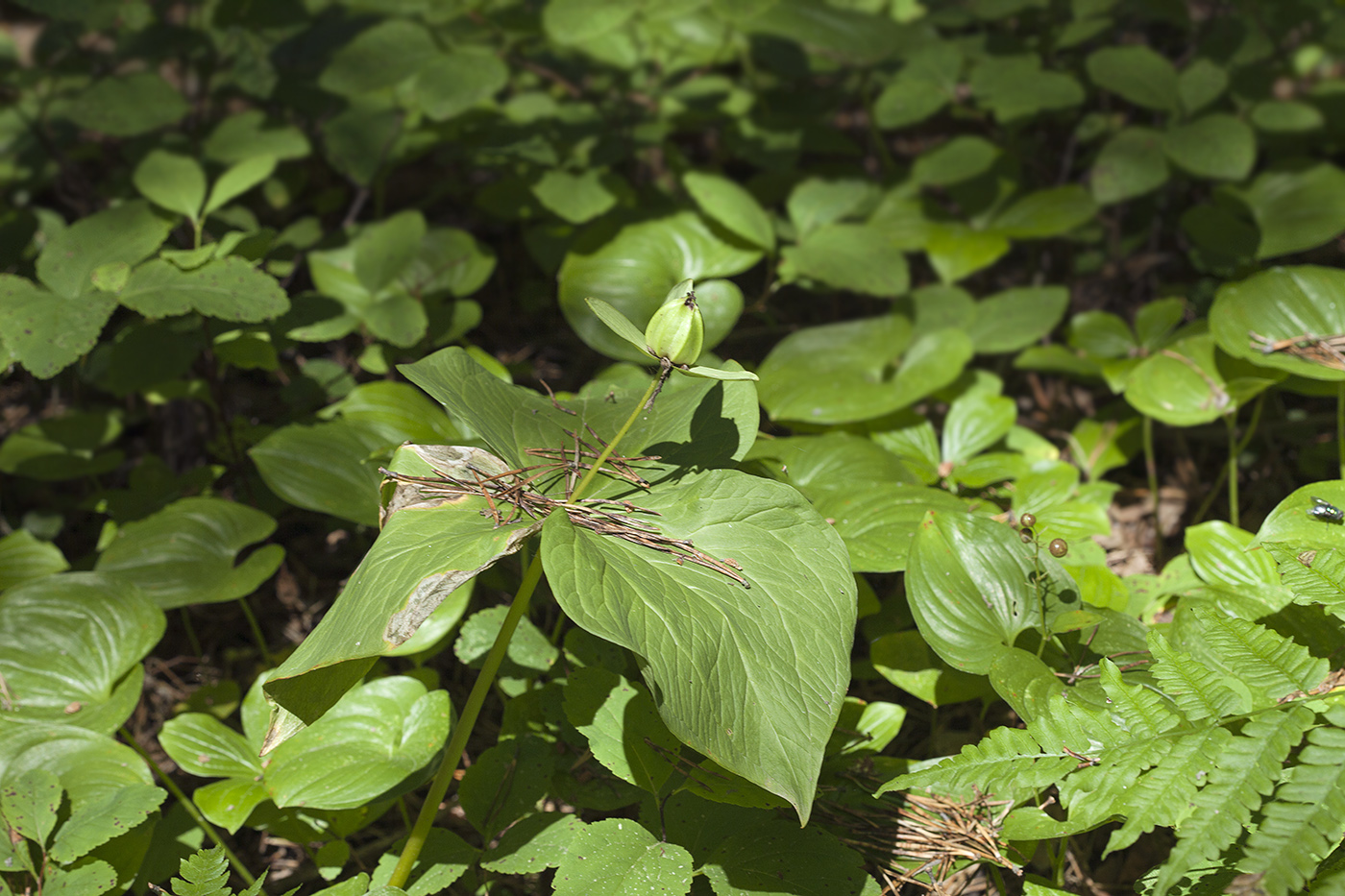 Изображение особи Trillium camschatcense.