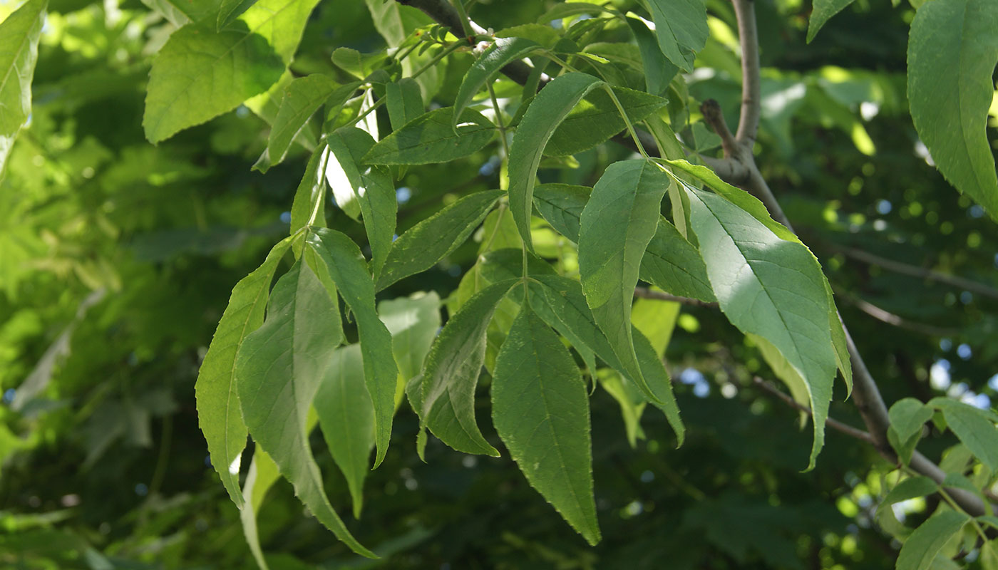 Изображение особи род Fraxinus.