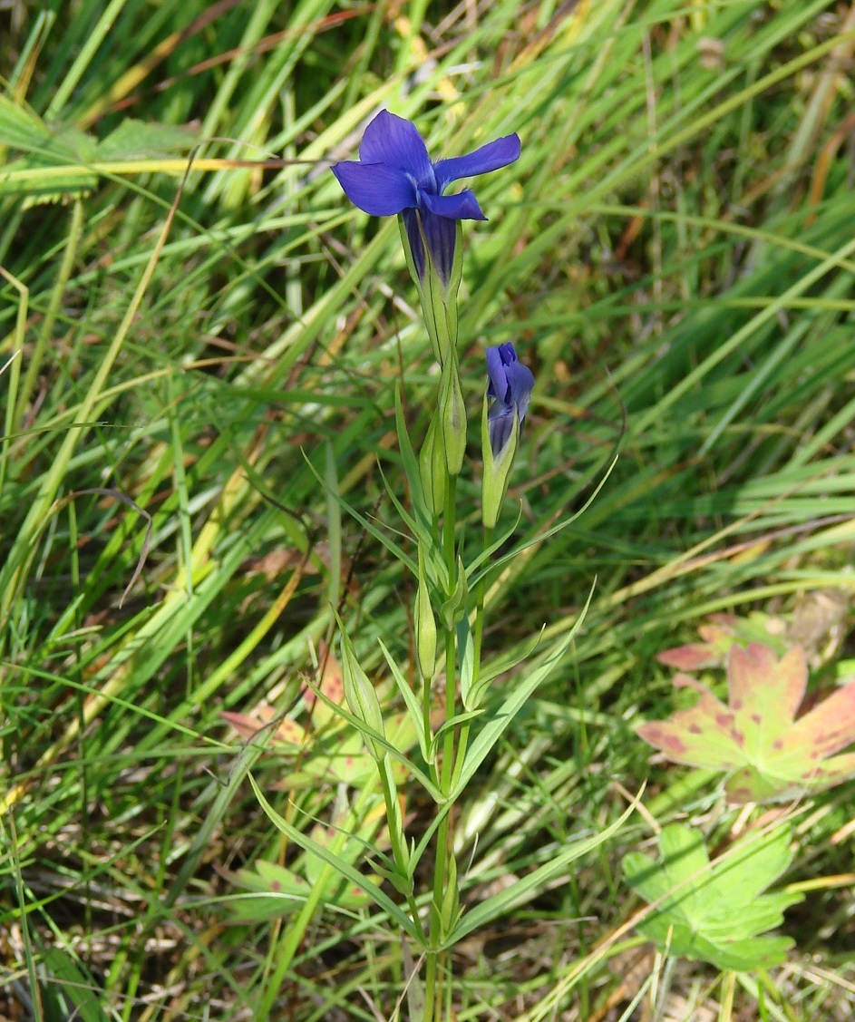 Image of Gentianopsis barbata specimen.