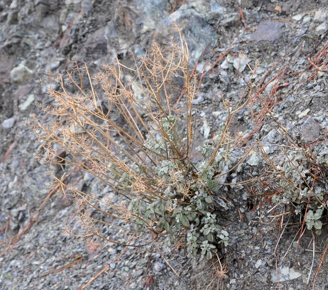 Image of Odontarrhena akamasica specimen.