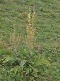 genus Verbascum. Цветущее растение. Грузия, Душетский муниципалитет, правый борт долины р. Рошка, ≈ 2000 м н.у.м., луг. 02.08.2018.
