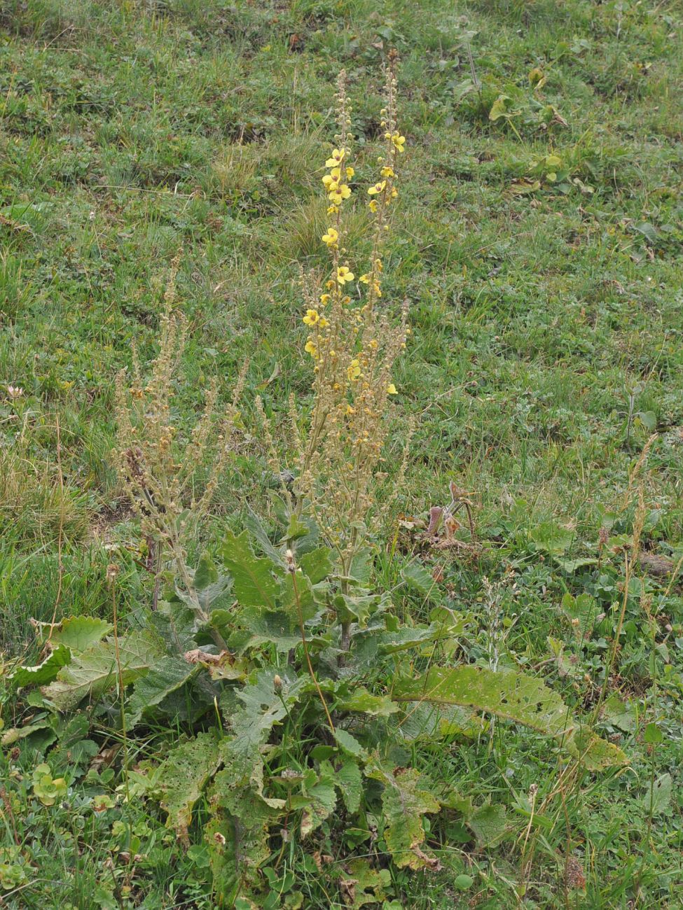 Изображение особи род Verbascum.