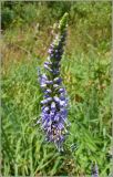 Veronica longifolia. Соцветие. Тверская обл., Ржевский р-н, р. Волга, окр. переката Рождественский. 30 июля 2010 г.