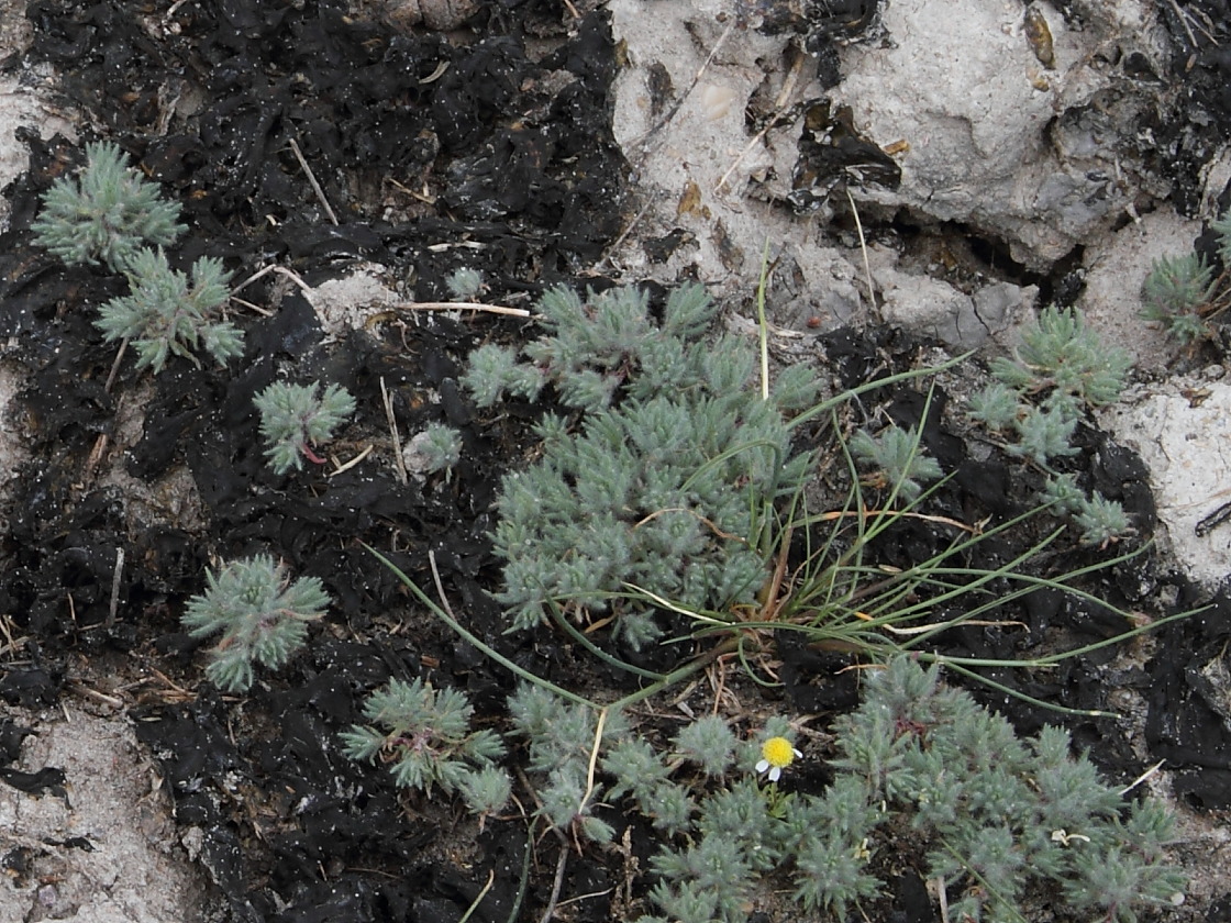 Image of Camphorosma annua specimen.