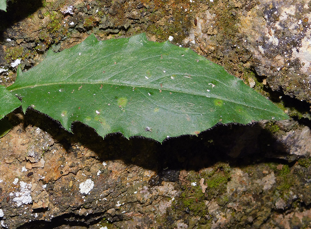 Image of Hieracium vulgatum specimen.