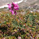 Hedysarum truncatum