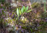Polygonatum odoratum. Плодоносящее растение. Ленинградская обл., Лужский р-н, окр. оз. Лебевое, вересково-беломошный сосновый бор. 17.08.2019.
