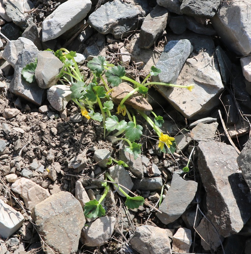 Image of Ficaria ficarioides specimen.