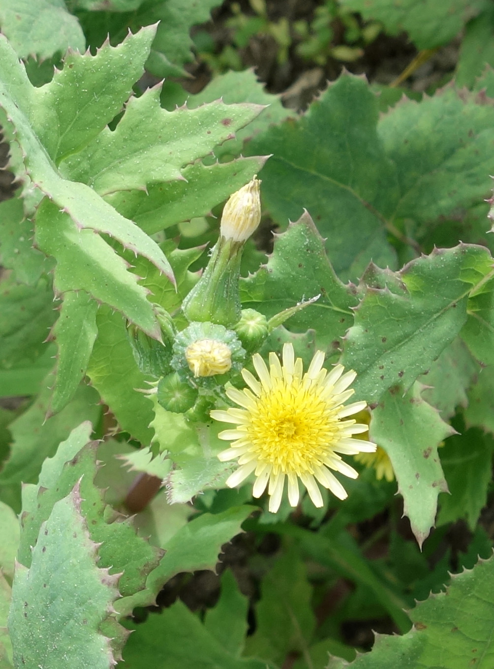 Изображение особи Sonchus oleraceus.