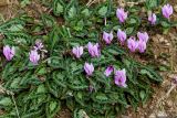 Cyclamen graecum