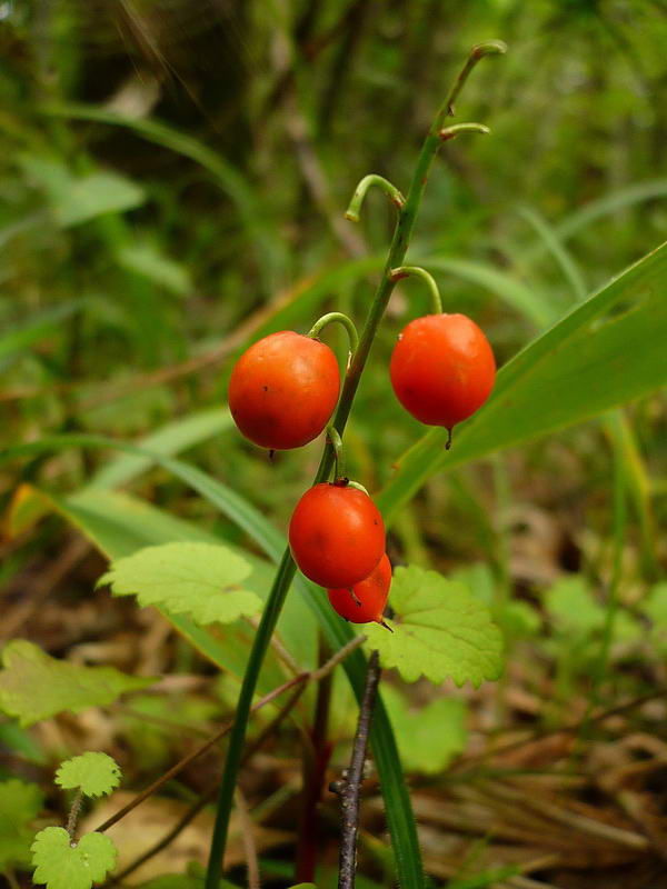 Image of Convallaria majalis specimen.