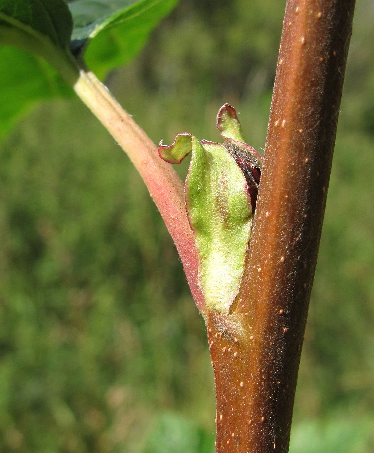 Image of Alnus incana specimen.