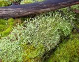 genus Cladonia