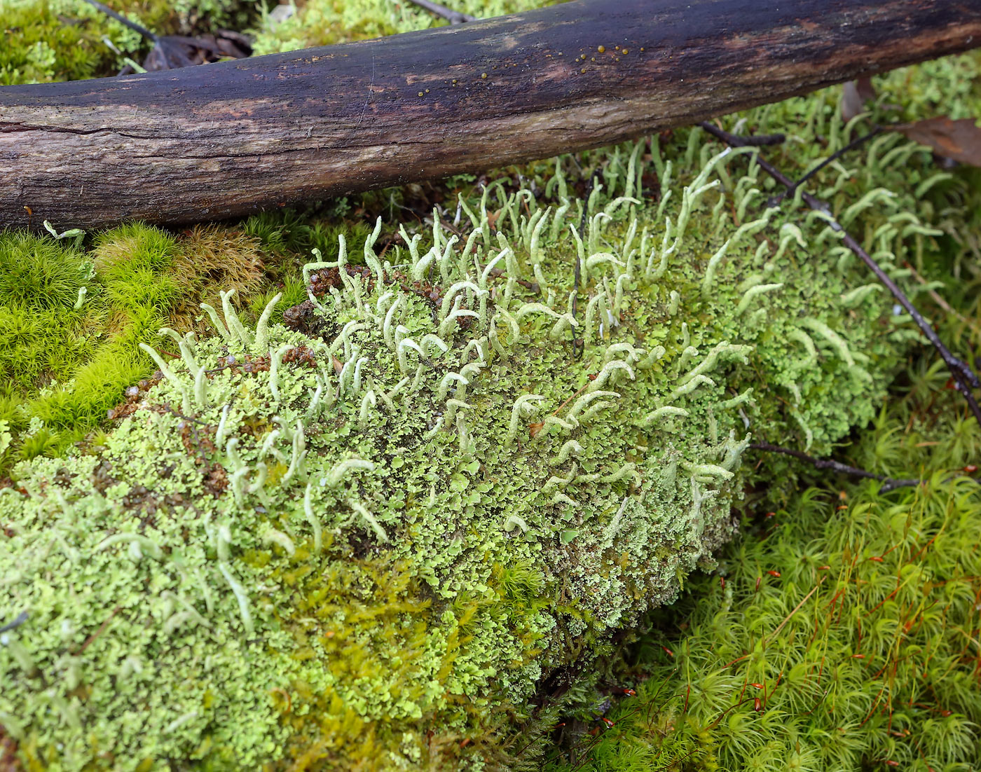 Изображение особи род Cladonia.