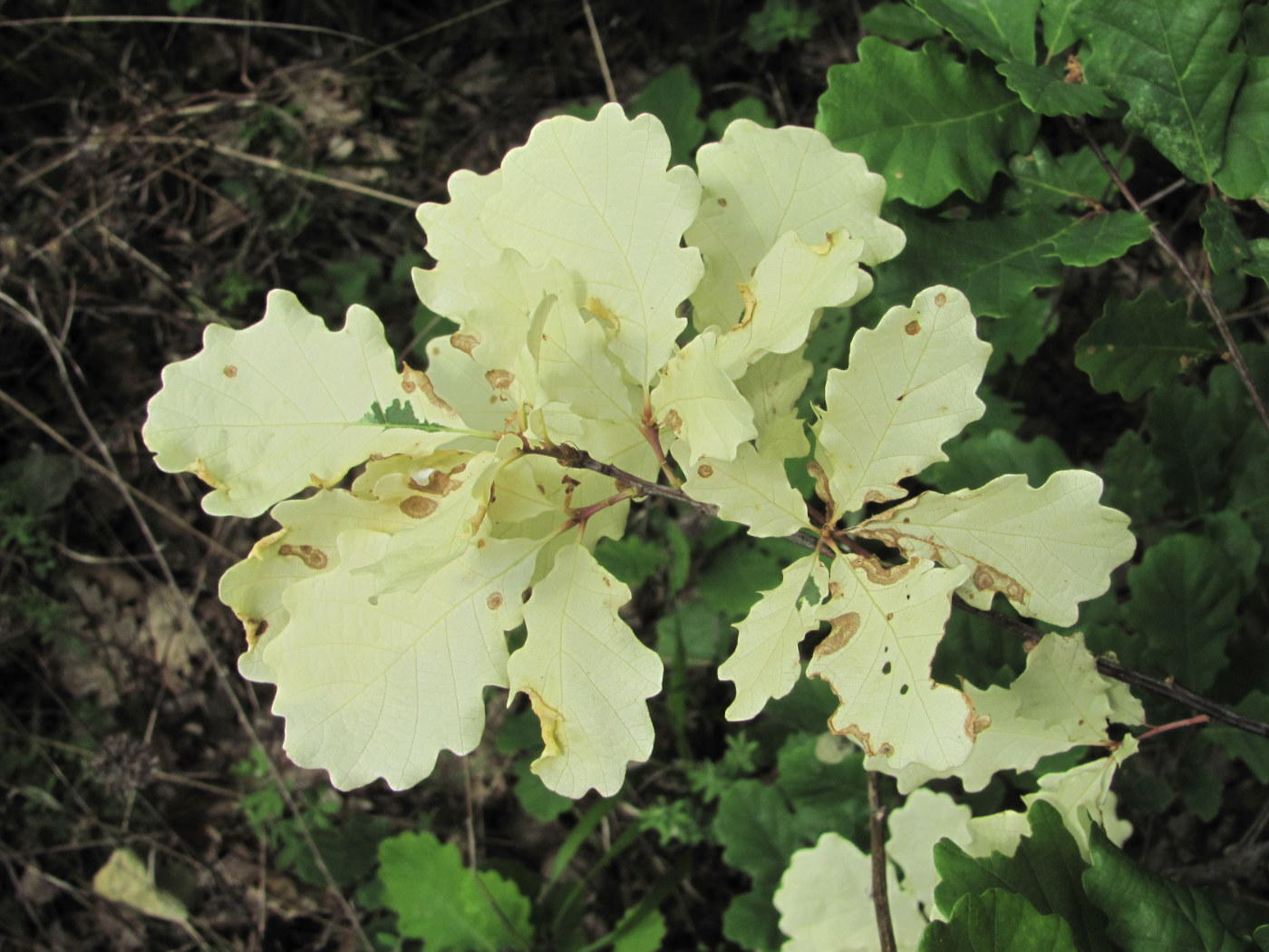 Image of Quercus petraea specimen.