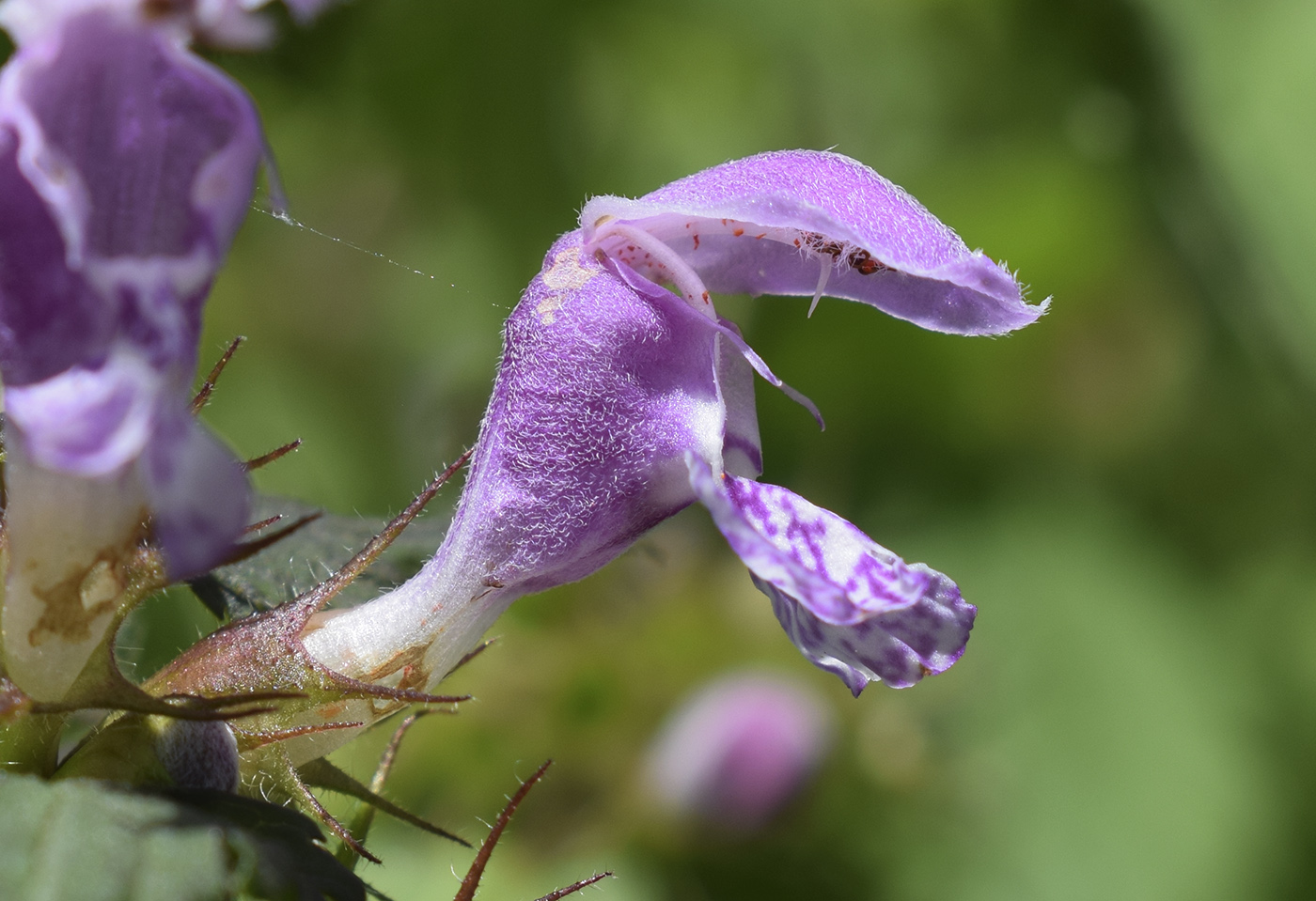 Image of Lamium maculatum specimen.
