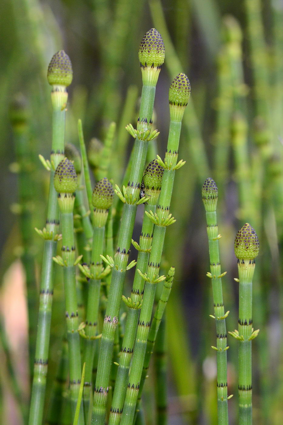 Изображение особи Equisetum fluviatile.