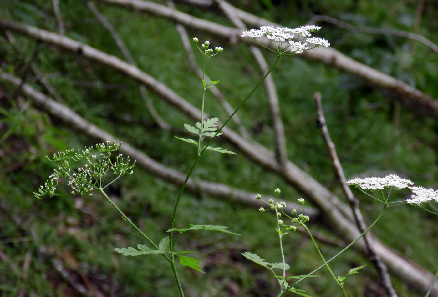 Изображение особи Chaerophyllum temulum.