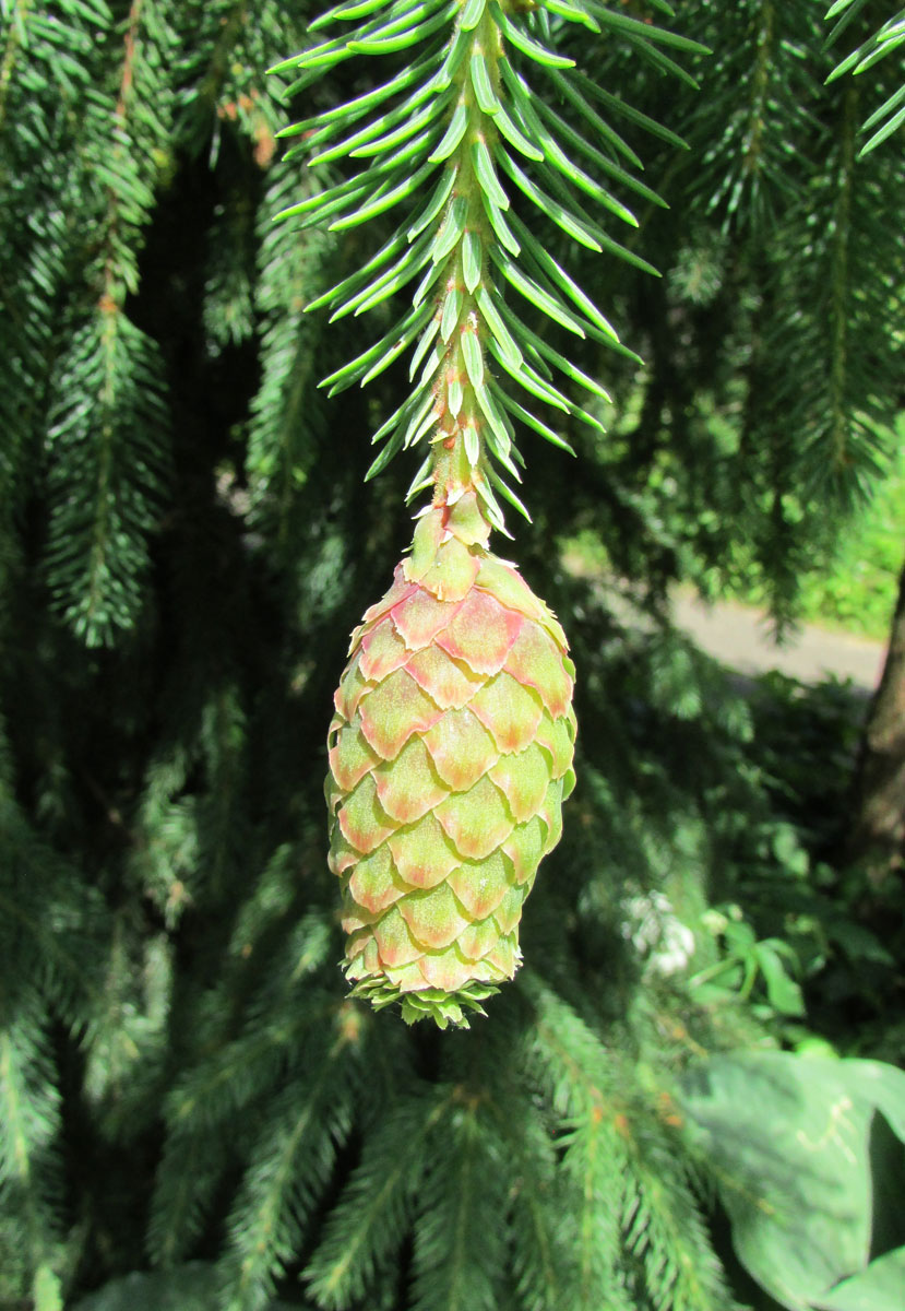 Image of Picea abies specimen.