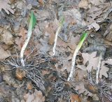 Arum elongatum