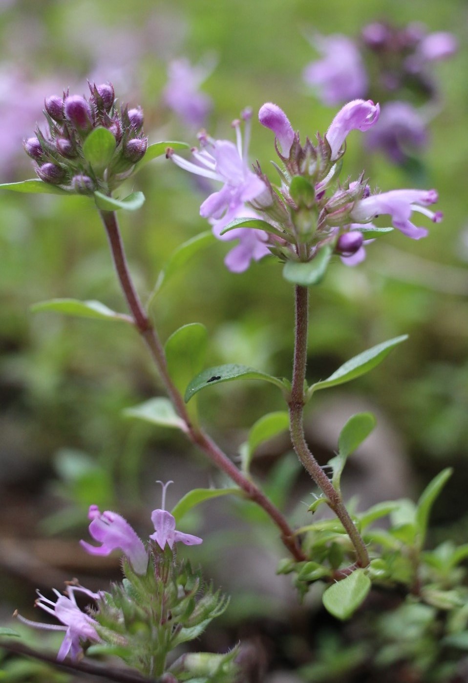 Изображение особи Thymus bashkiriensis.