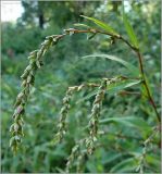 Persicaria hydropiper