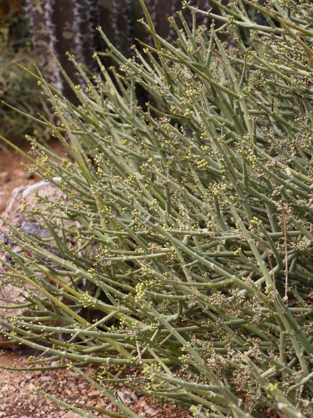 Image of Euphorbia rhombifolia specimen.