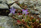 Campanula biebersteiniana. Цветущее растение. Карачаево-Черкесия, окр. Теберды, верховье р. Муха, каменистый склон. 02.09.2019.