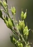 Aconitum lamarckii. Часть соплодия. Испания, автономное сообщество Каталония, провинция Жирона, комарка Рипольес, муниципалитет Сеткасес, окр. курорта \"Вальтер 2000\", ≈1950 м н.у.м., берег горного ручья. 20.08.2020.