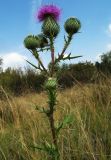 Cirsium vulgare