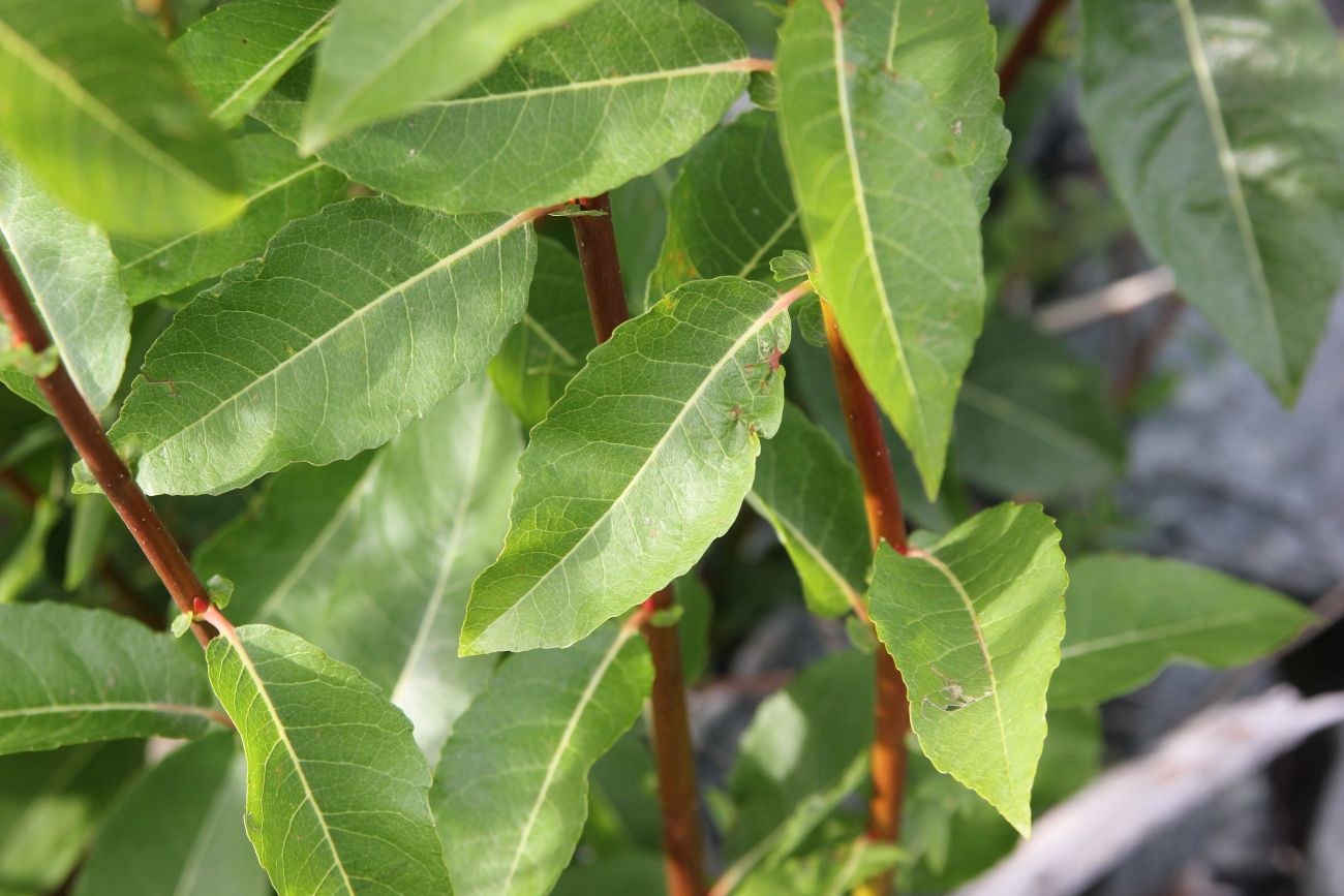 Image of Salix jenisseensis specimen.