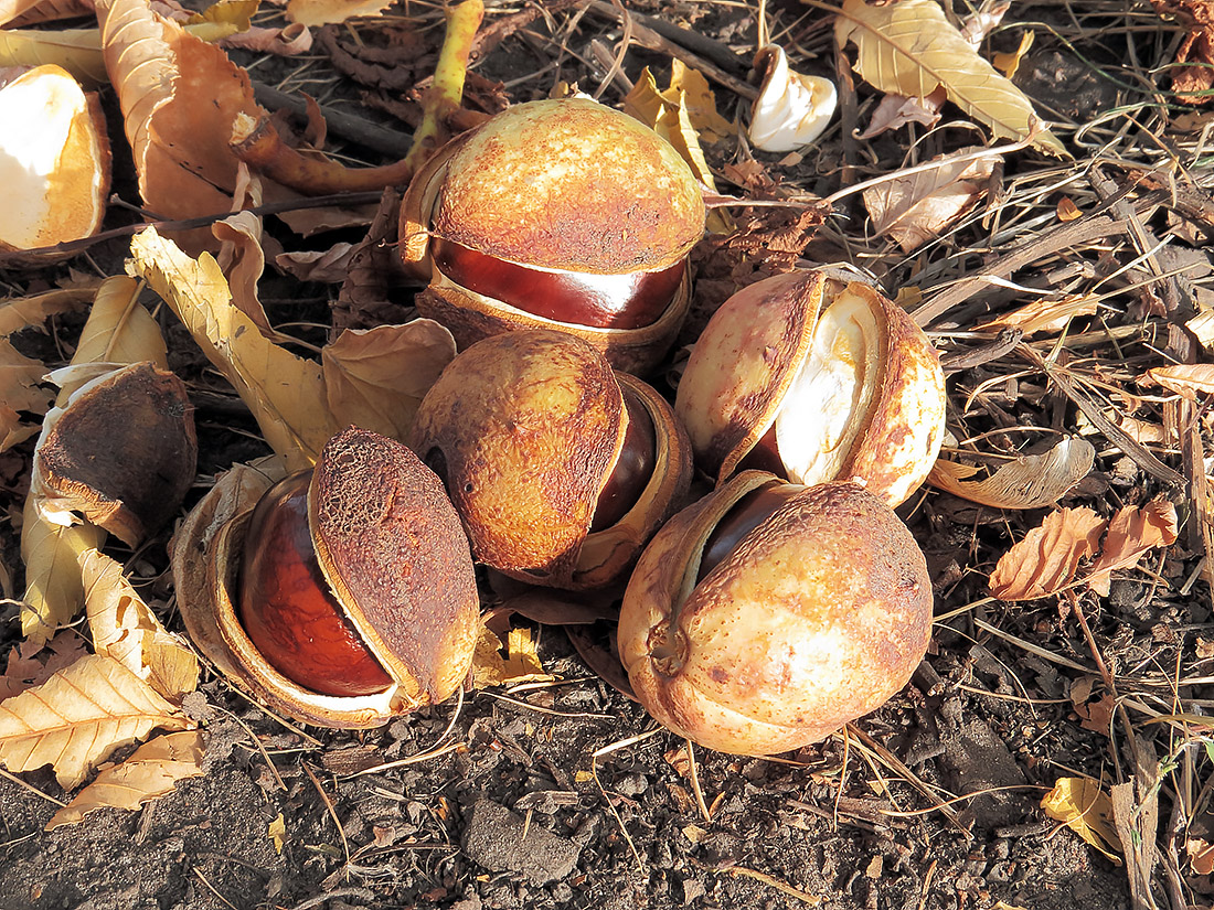 Image of Aesculus hippocastanum specimen.