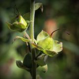 genus Digitalis