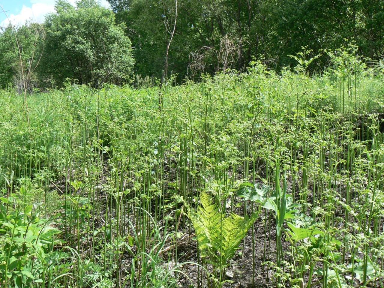 Image of Pteridium latiusculum specimen.