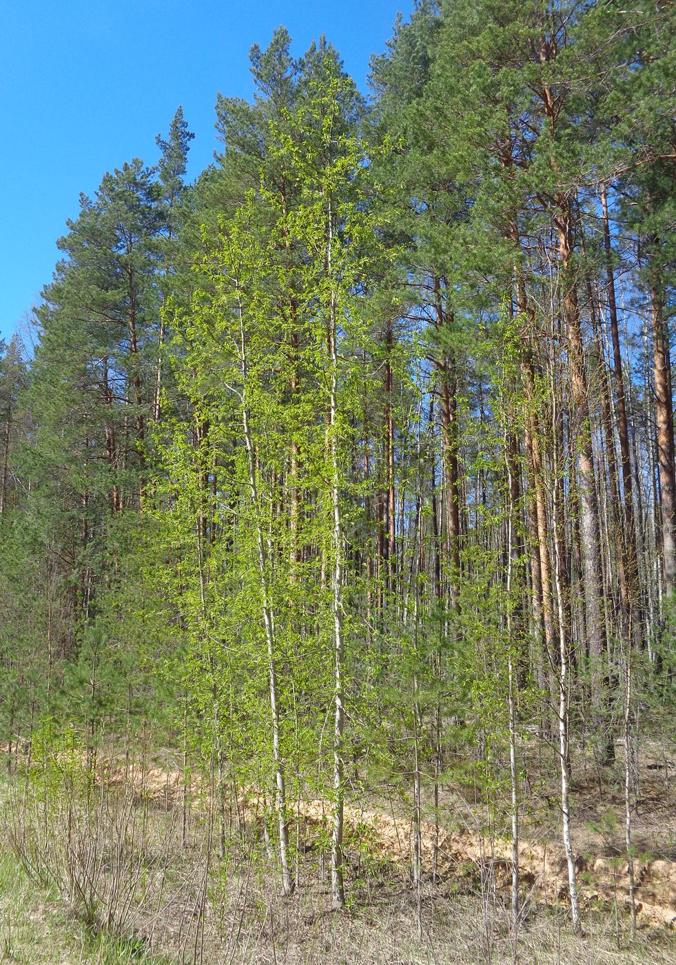 Image of Populus longifolia specimen.