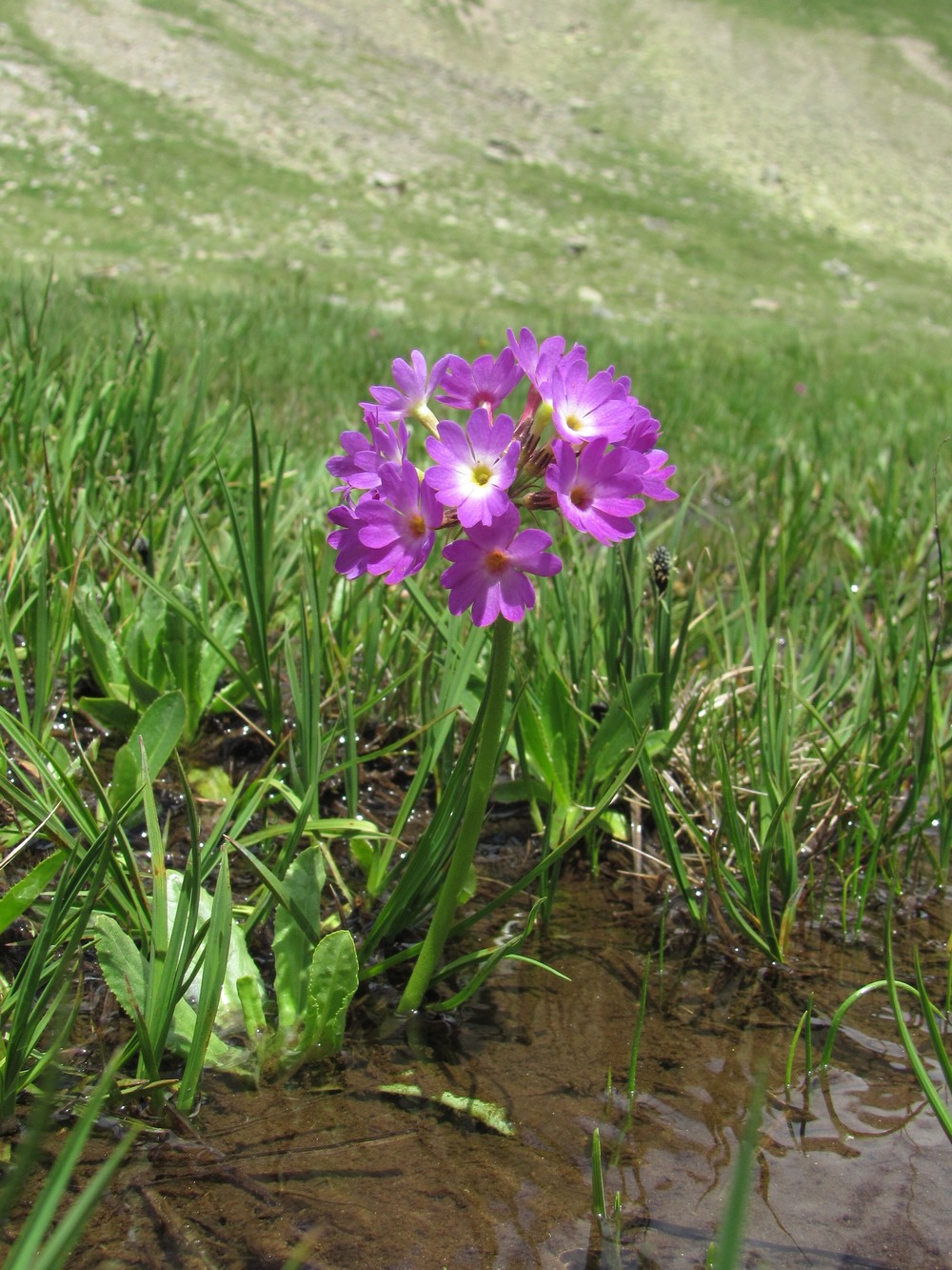 Image of Primula auriculata specimen.