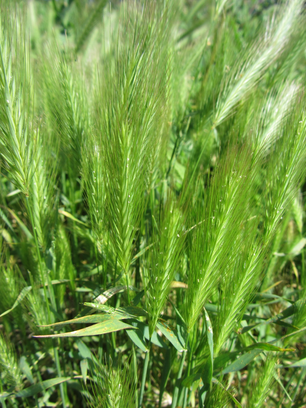 Image of Hordeum murinum specimen.