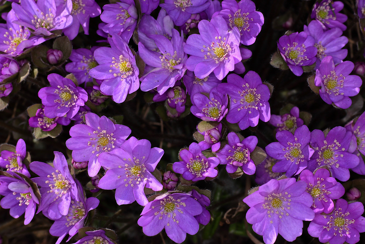 Изображение особи Hepatica nobilis.