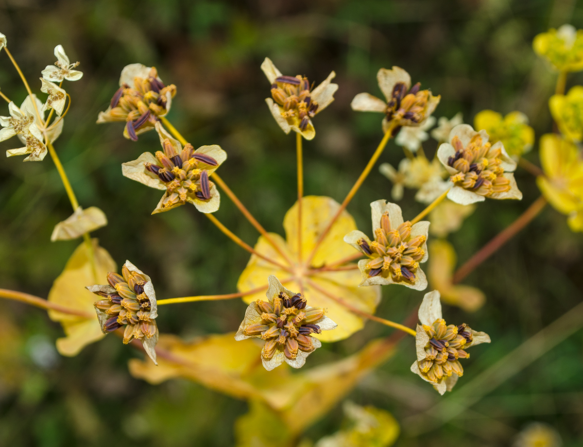 Изображение особи Bupleurum longifolium ssp. aureum.