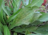 Cardaria draba. Лист, поражённый вирусом. Краснодарский край, Абинский р-н, юж. окр. ст-цы Холмская, бывшая свалка. 28.03.2020.