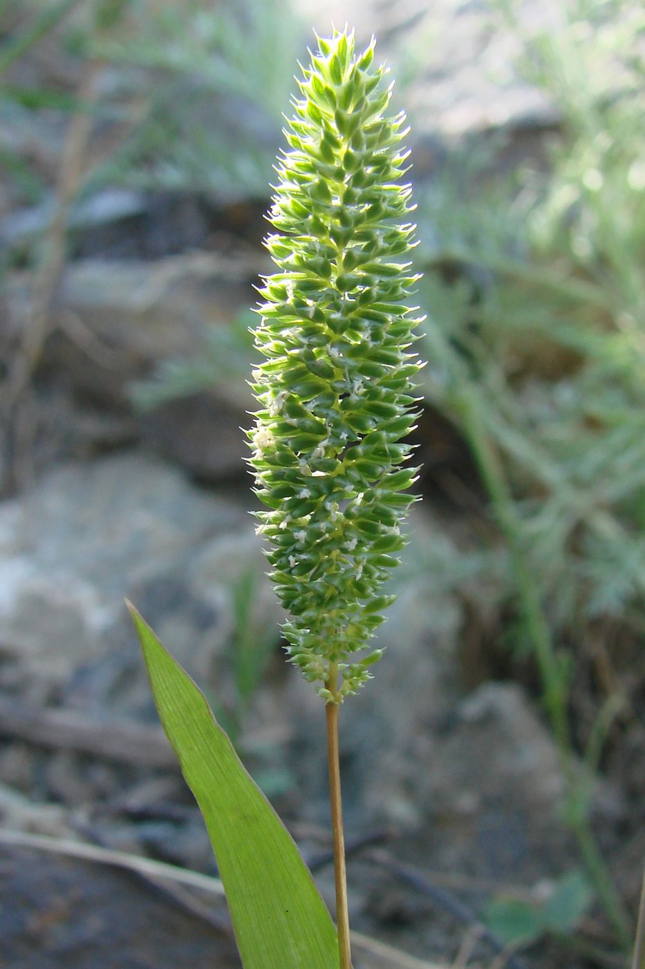 Image of Phleum paniculatum specimen.