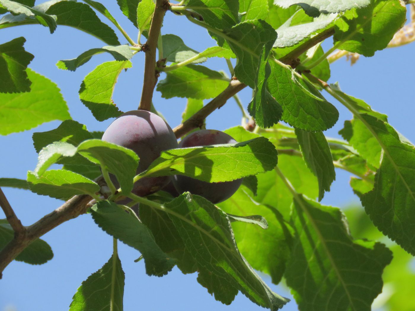 Image of Prunus domestica specimen.