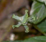 Cobaea scandens