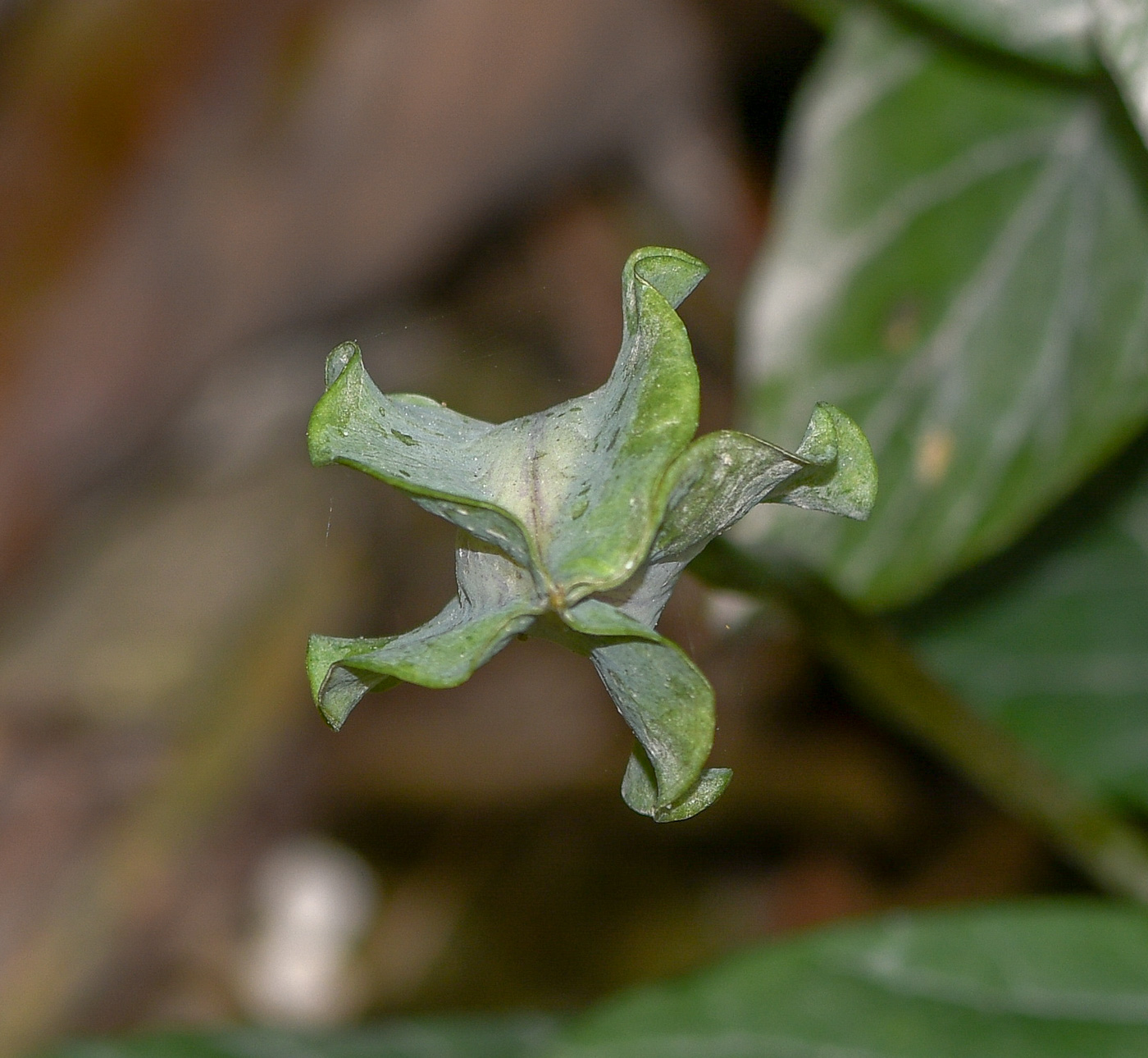 Image of Cobaea scandens specimen.