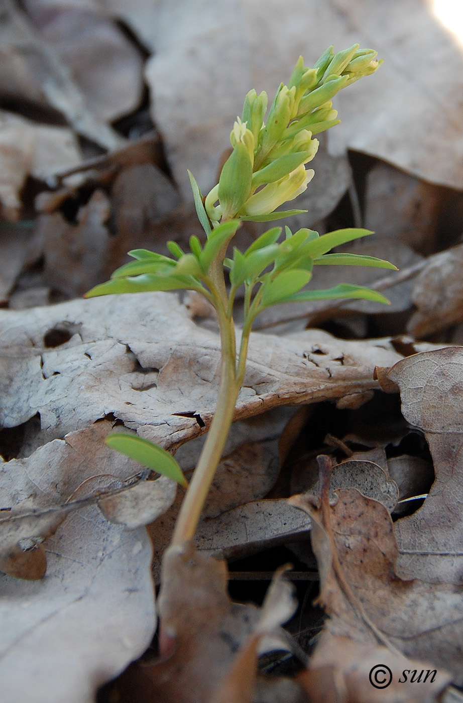 Image of Corydalis marschalliana specimen.