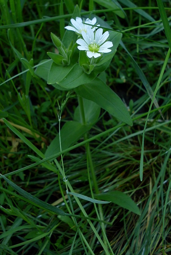 Image of Cerastium nemorale specimen.